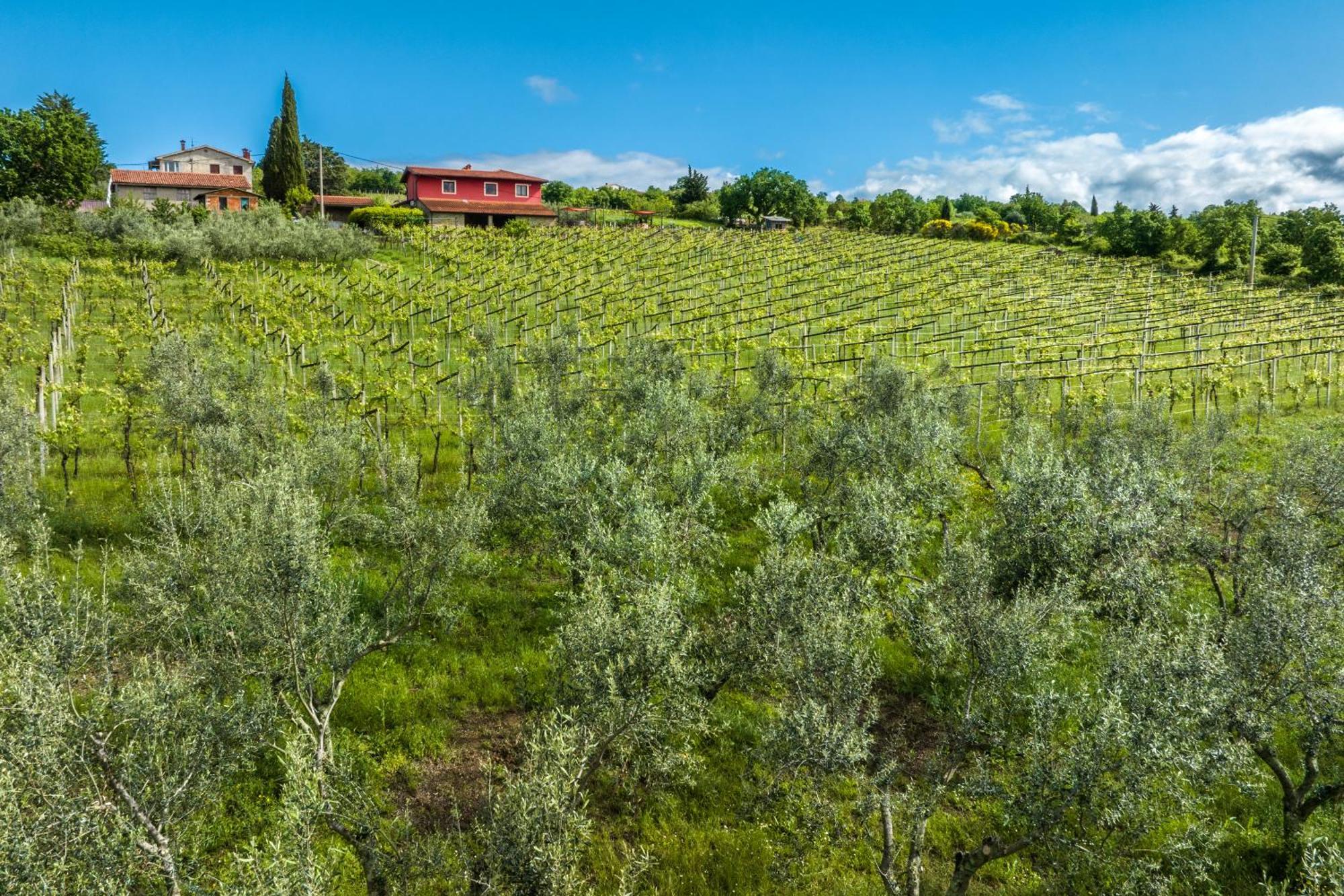 Touristfarm - Apartments "Red Fairytale" Marezige Εξωτερικό φωτογραφία